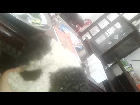 Video Poodle lai như chó ta z - youtube