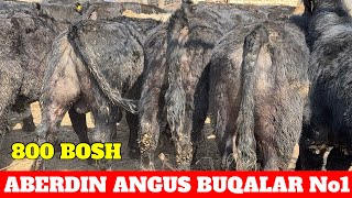 : 800 BOSH ABERDIN ANGUS AVLIKOL GREFORD BUQALAR NAXT TA'MINOT KREDITGA PRECHISLENAGA