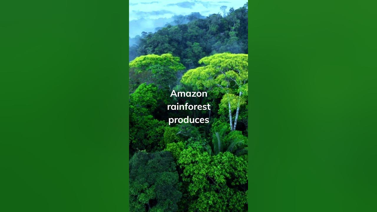 Amazon rainforest produces 20% of the world's oxygen - YouTube