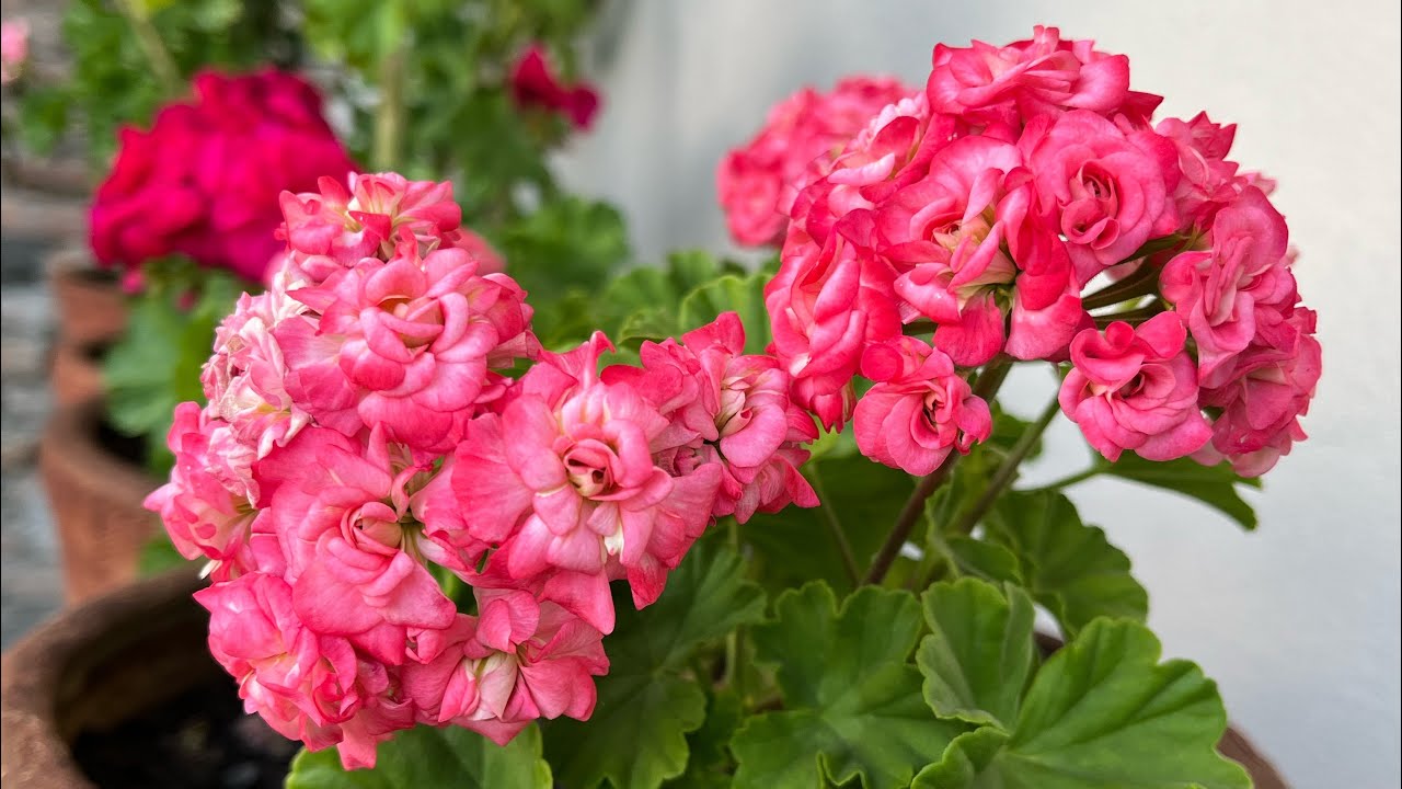 Thank you for 1k subscribers❤️/crow destroyed my plants 🥲