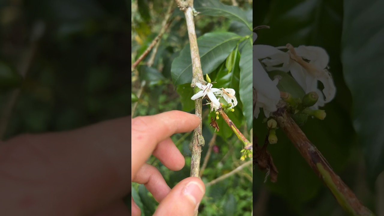 This is a coffee blossom, and one reason coffee is in danger in Colombia 