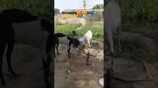 Apne party mein ladai ho rahi hai#viral#trending#funny#hot video