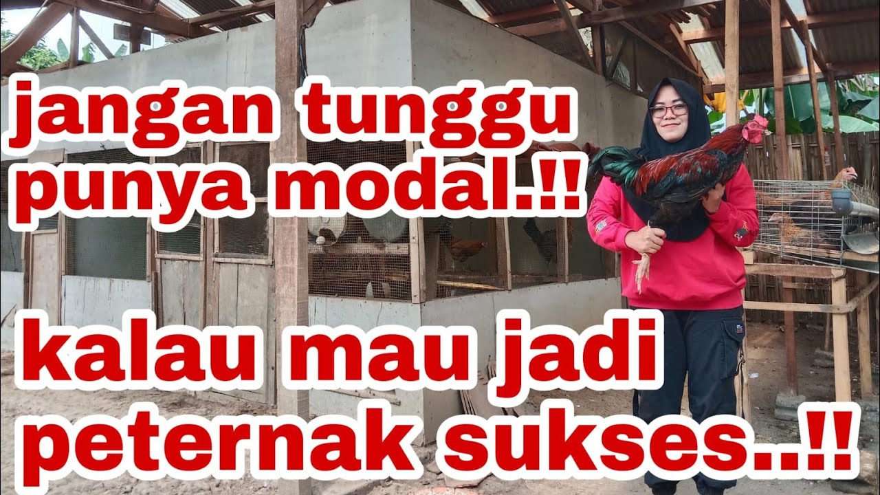 CARA SUKSES TERNAK AYAM KAMPUNG #bakalpeternak #ayamkampungunggul #
