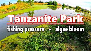 Did Fishing Pressure And Algae Bloom Wipe Out All The Fish