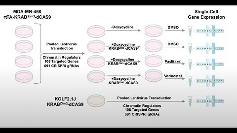 CM4AI Data - Functional Analysis with CRISPR/PerturbSeq