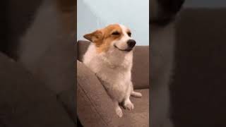 This Dog is Very Suspicious #dog