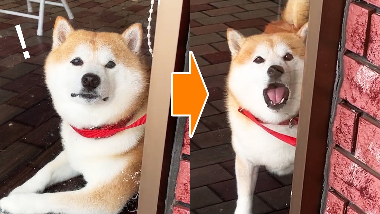 ペットホテルで寂しさのあまり放心状態で外を眺める柴犬→目の前に飼い主が現れて喜び大爆発