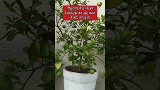 🌱 नींबू प्लांट में home made fertilizer डालने से क्या फायदा हुआ #lemon #homemade #organic