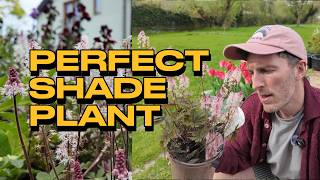 Tiarella (Foamflower) Care Guide 🌿 The Perfect Shade Loving Plant