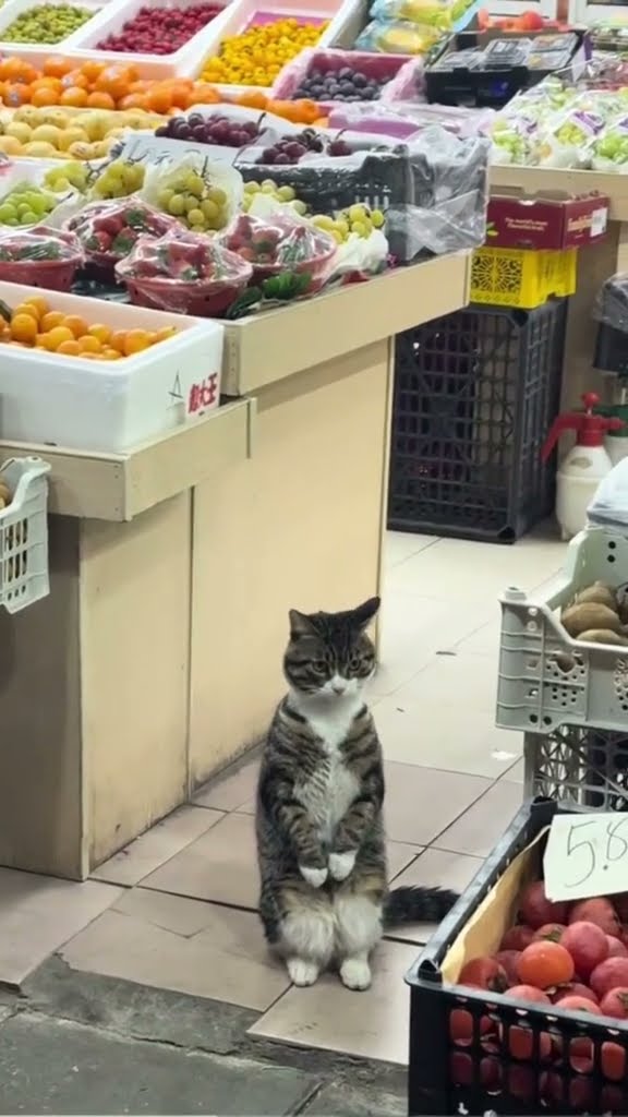 C magnifique vidéo chat nature #cat ??????