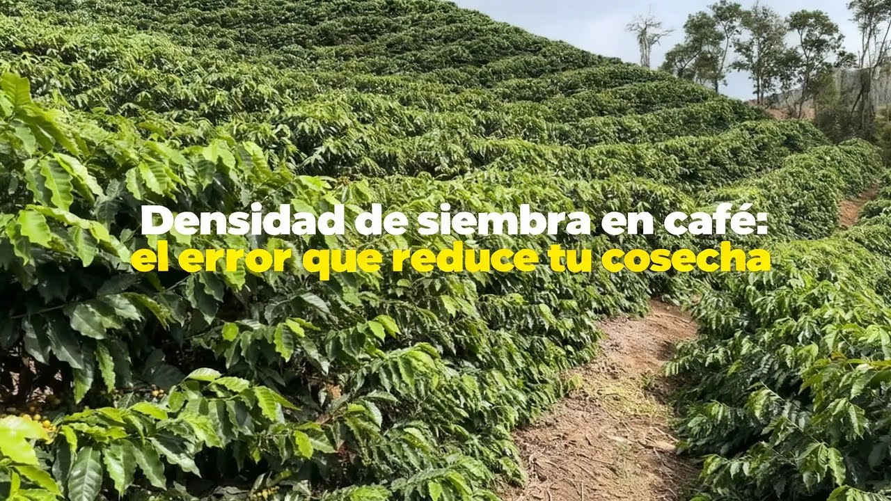 La distancia correcta para sembrar café y aumentar la producción
