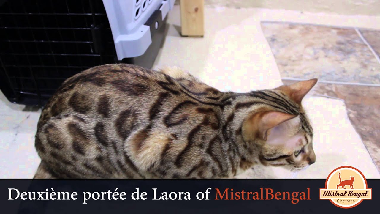 Chat Bengal Laora Of Mistralbengal Deuxième Portée Bengal Cats