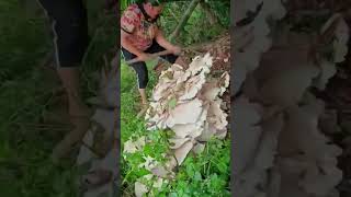 Harvest the giant mushroom Satisfying shortsvideo