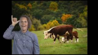 Cow Play ASL Rhyme & Rhythm