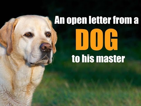 Video: If Pets Could Talk: A Heartwarming Letter From Dog To Friend