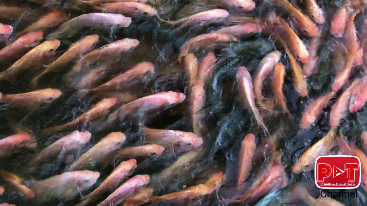 Primitive The Rad Fish in Stoeng Kev|Primitive Animals Team