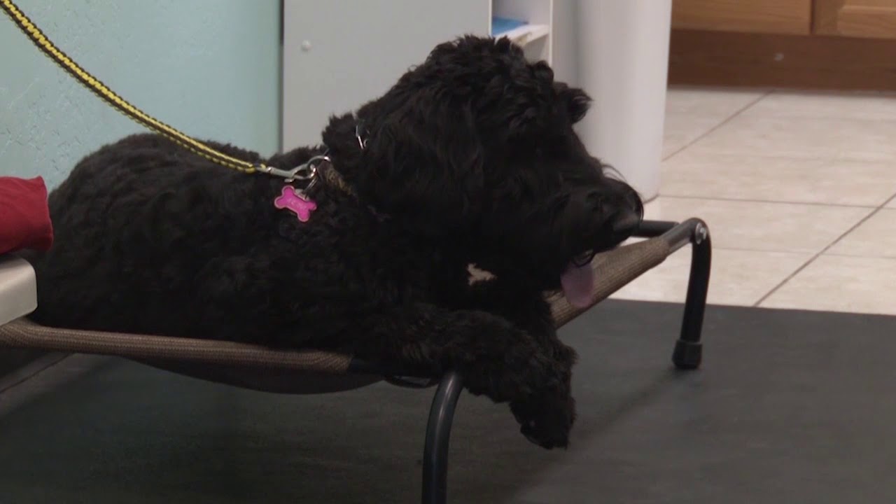 Service Dog Laws YouTube