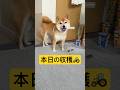 じゃがりこ目当てかと思ったら…🫣#柴犬 #豆柴 #shibainu #犬 #犬のいる暮らし #shorts