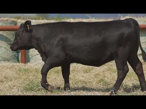 LOTE 4 - VPJ BEBEL ROUGHRIDER FIV1223