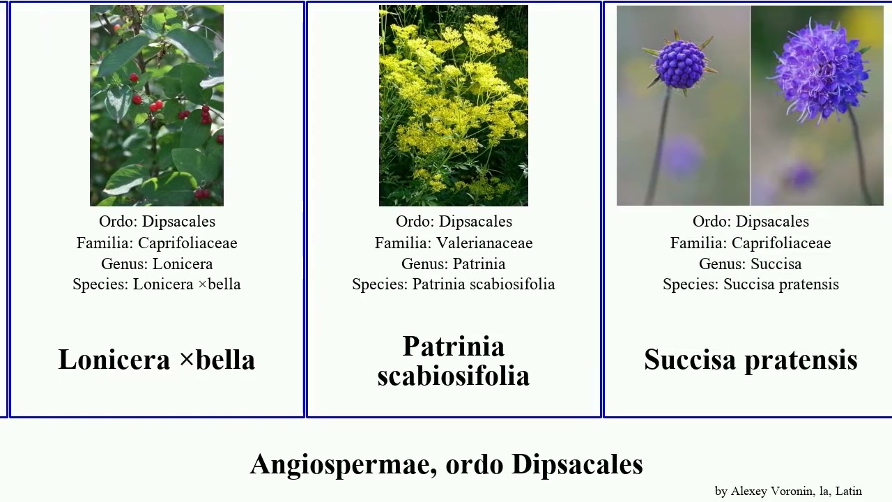 Angiospermae, ordo Dipsacales montana grandiflora angiosperms arvensis acuminata pratensis locusta