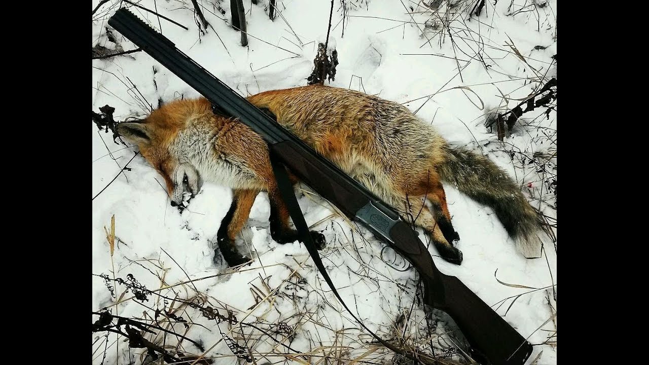 Охота на лисицу текст на английском. Лиса на охоте. Лиса с добычей. Охота в лесу.