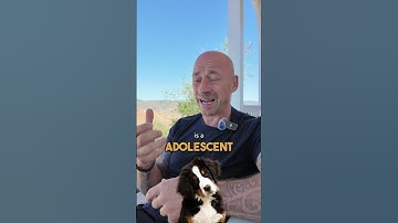 Working with a Reactive Dog like this? Keep watching 👀 #short