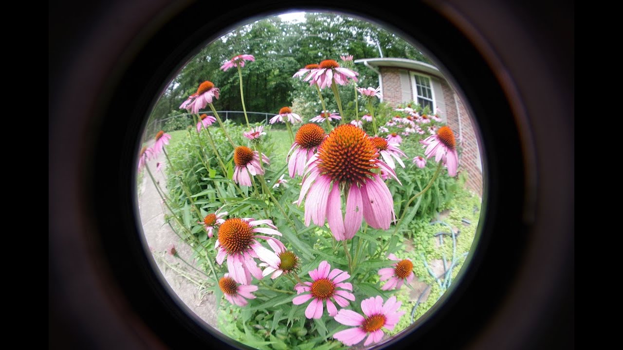 Fish-eye Auxiliary lens review