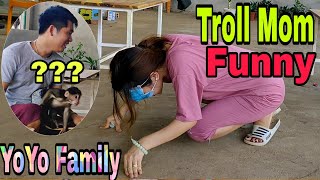 Monkey YoYo JR and Dad troll Mom| Baby Monkey|Family YoYo|