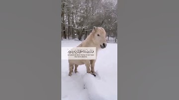 تلاوة خاشعة تريح القلب🧡القارئ🎤#يوسف_عثمان   #سورة_لقمان مقاطع دينية قصيرة #حالات_واتساب