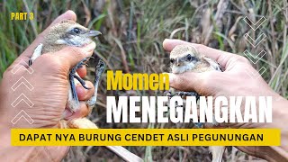 NATIVE MOUNTAIN CENDET BIRD NET #bolang #nest #bird #cendet #mountain