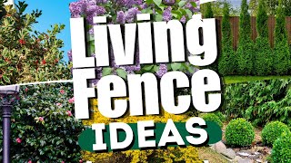 Top 10 Living Fence Ideas for Privacy and Style 🌲🔒 // GARDEN PRIVACY HACKS