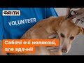 🐶 Допомога чотирилапим БЕЗКОШТОВНО! Ветклініка Дніпра рятує улюбленців тих, хто втратив житло