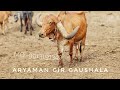 Top Class Gir Bull arya results| ARYAMAN GIR GAUSHALA