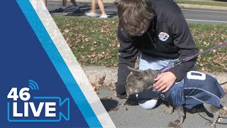 Dogs of THON™: 2024 5K Edition