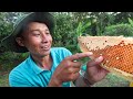 Eating ORGANIC Honey 🍯 - Massive (Hundreds of Bees) Bee Hive In The Forest Of U Minh 🇻🇳