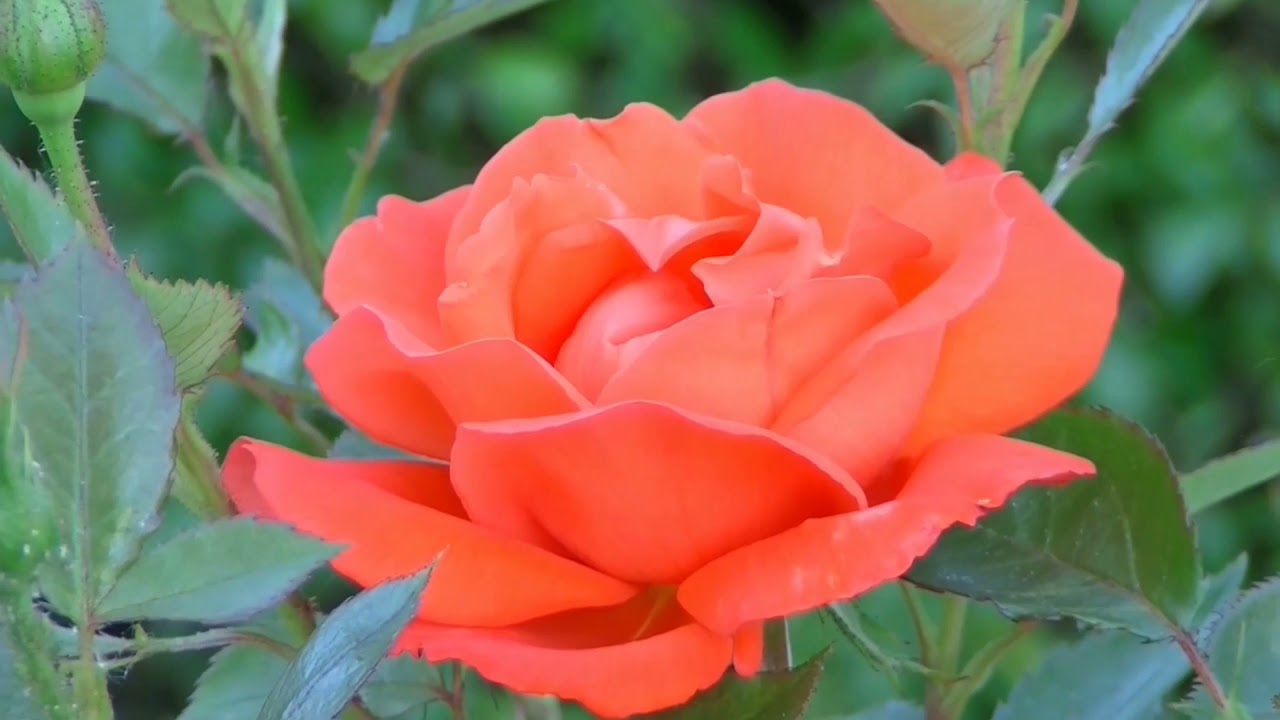 rose Ka flower kaise khilta hai New desi look for India full video hd