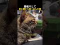 居眠りして床に顔から突っ込んだ猫