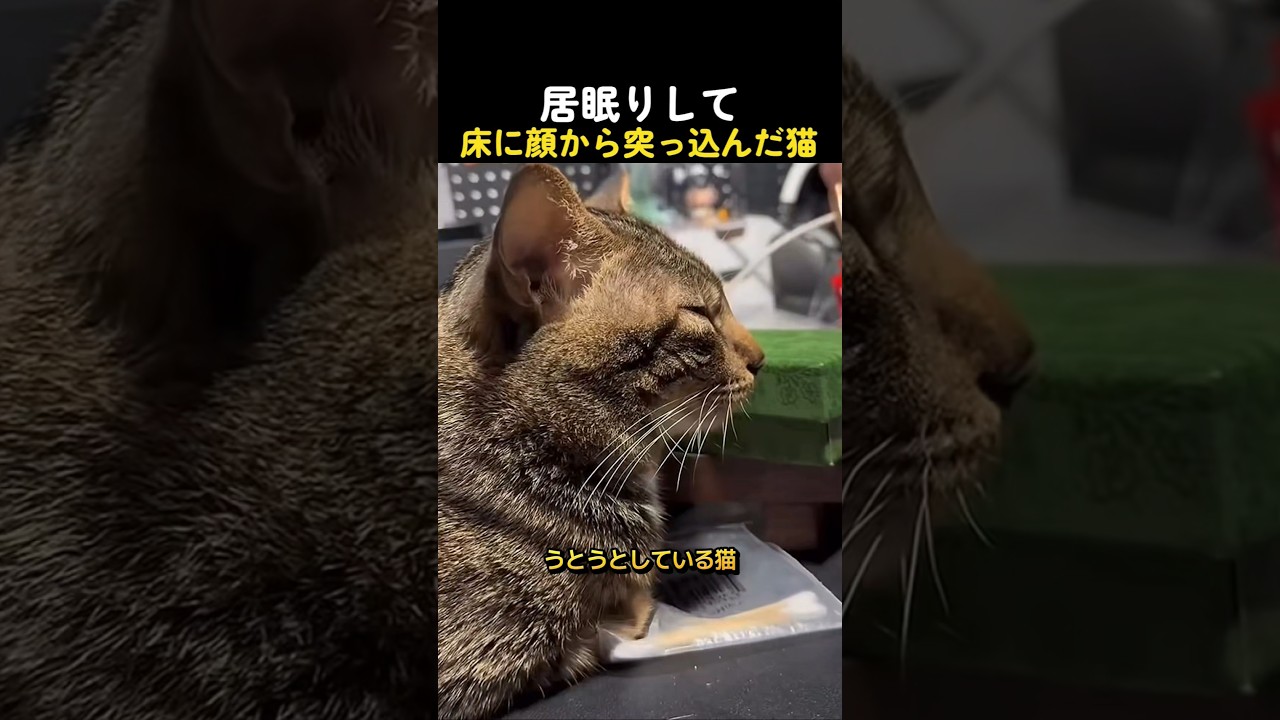 居眠りして床に顔から突っ込んだ猫