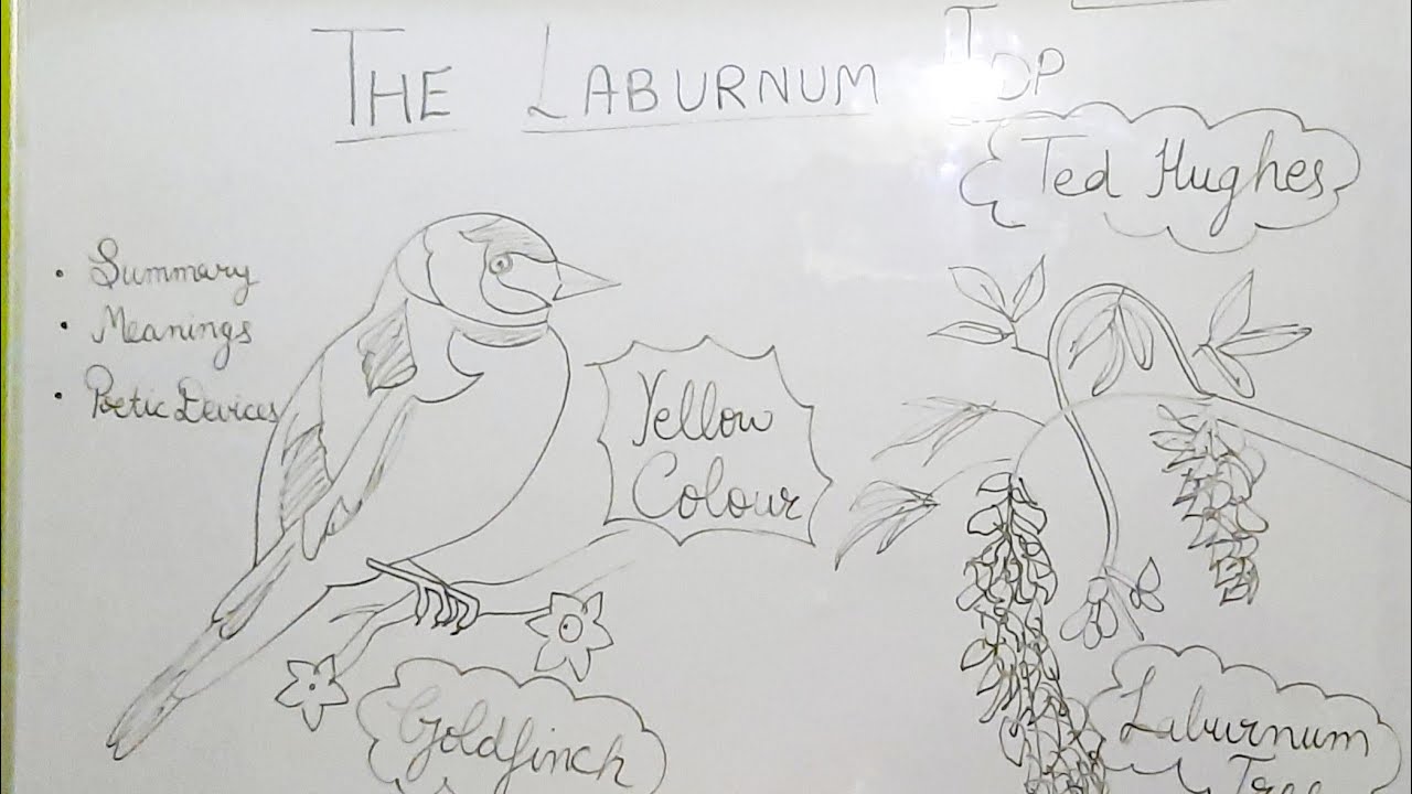 the-laburnum-top-line-by-line-explanation-class-11-hornbill-poem