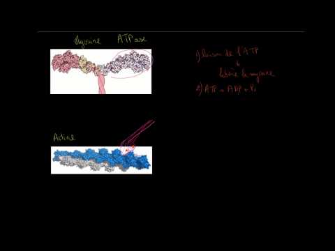 Vidéo: Comment interagit la myosine et l'actine ?