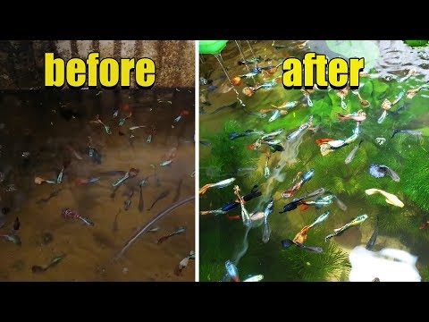 Hồ Cá 7 Màu - Hồ cá BỊ BỎ QUÊN 3 tháng trước và cái kết |  Aquarium after 3 months forget