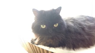 Милые Носы, Lovely Noses (черный кот) Милые Носы, Lovely Noses (черный кот)