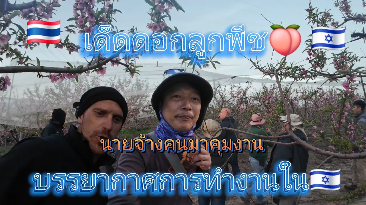 บรรยากาศการทำงานของบ่าวหนองบัว รุ่นดอกลูกพีช🍑🇹🇭🇮🇱🇱🇦🇰🇷🇺🇸🇯🇵🇹🇼 #แรงงานไทยในอิสราเอล 