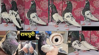 Original Kalanch Rampuri Kabootar. Abdula Bhai. Jai Kabootar jai Kabutar Jay Kabutar