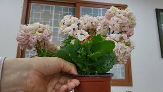 칼란디바//외목대로 나무모양 만들면// 💐 꽃꽃//어마어마하게 대박나요!