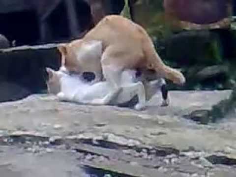 kucing kawin - YouTube