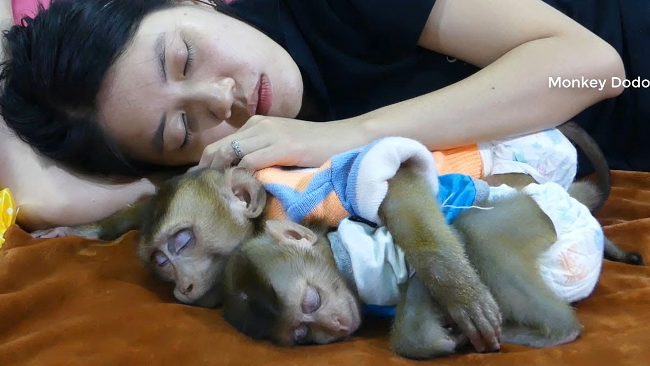 Wow Amazing Family!! Dodo And Donal Sleeping With Mama