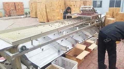 Palm Date Grading Machine Date Sorting Machine