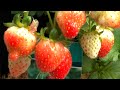 Клубника 🍓 со вкусом Ананаса 🍍на балконе как виноград / Германии 🇩🇪