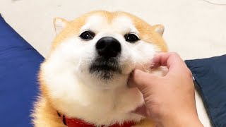 褒められると「よせやい！」ってする柴犬